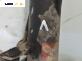 Макферсон за Seat Alhambra Minivan I (04.1996 - 03.2010), позиция: предна, лява